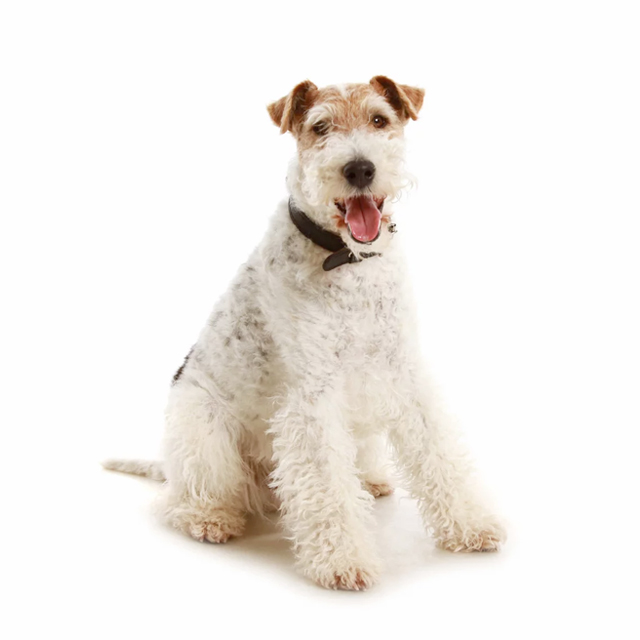 Fox Terrier