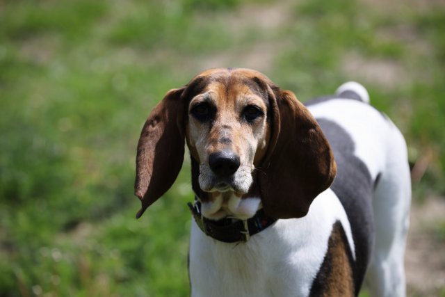 Photo Foxhound anglais #3