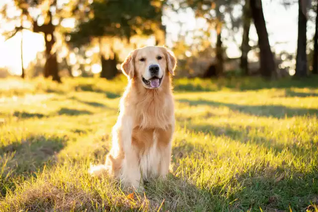 Photo Golden Retriever #4