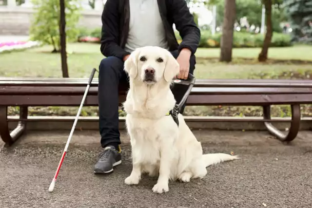 Photo Golden Retriever #2