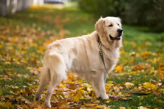 Photo Golden Retriever #1