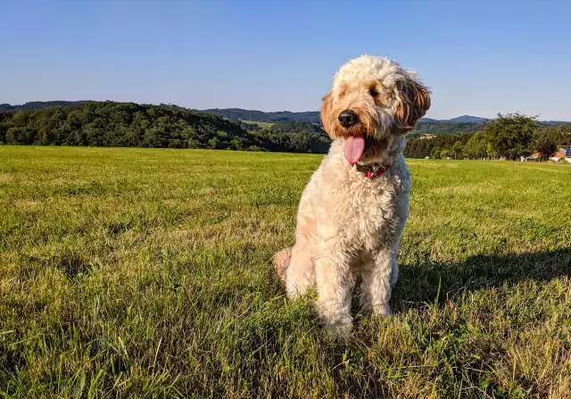 Photo Goldendoodle #5