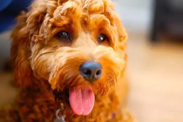 Photo Goldendoodle #4