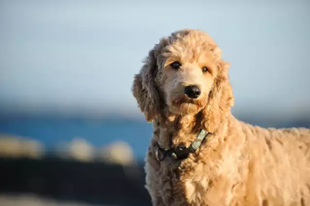 Photo Goldendoodle #3