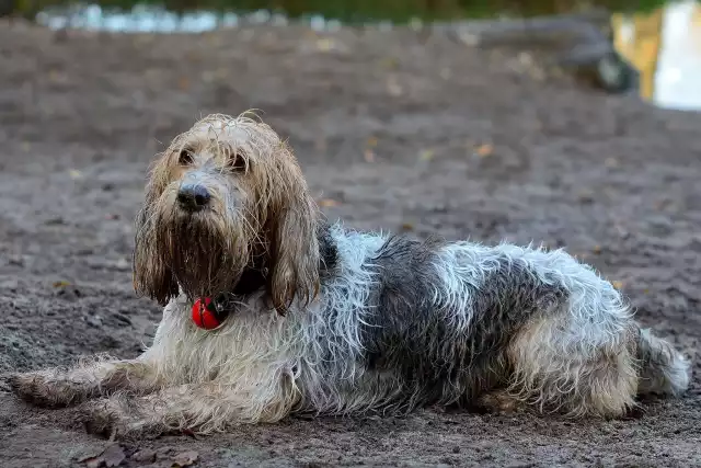 Photo Grand Basset Griffon vendéen #2