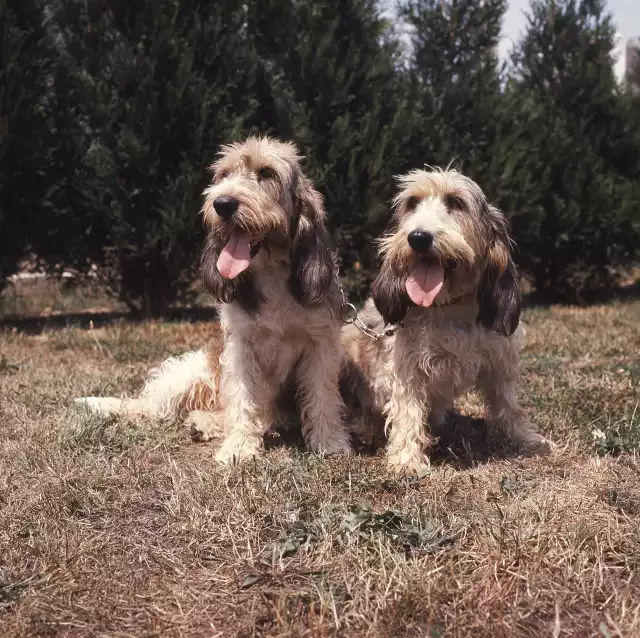 Photo Grand Basset Griffon vendéen #1