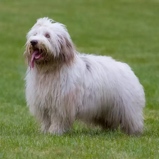 Photo Bearded Collie #2