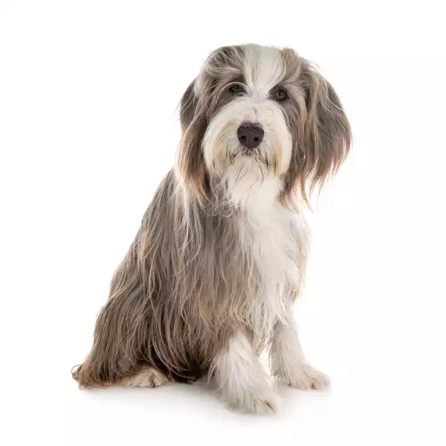 Photo Bearded Collie