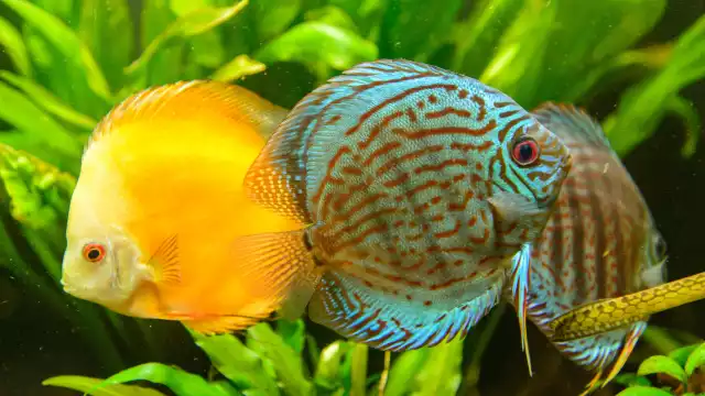 Photo Discus (Symphysodon aequifasciatus) #3