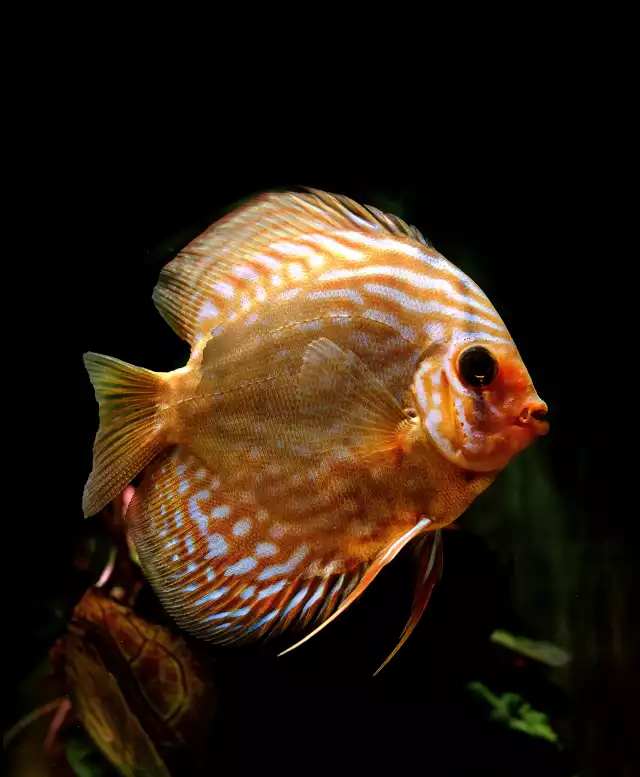 Photo Discus (Symphysodon aequifasciatus) #2