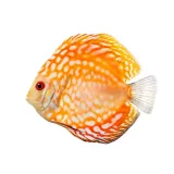 Photo Discus