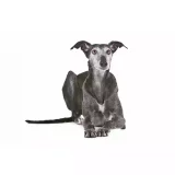 Photo Greyhound