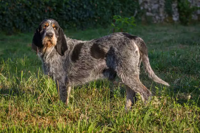 Photo Griffon Bleu de Gascogne #2