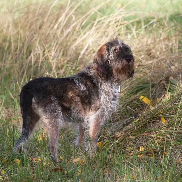 Photo Griffon Bleu de Gascogne #1