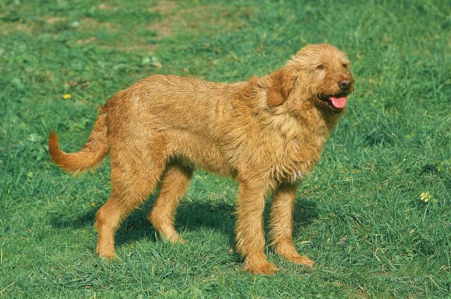 Photo Griffon fauve de Bretagne #2