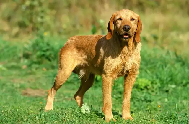 Photo Griffon fauve de Bretagne #1