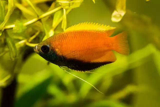 Photo Gourami miel (Trichogaster chuna) #3