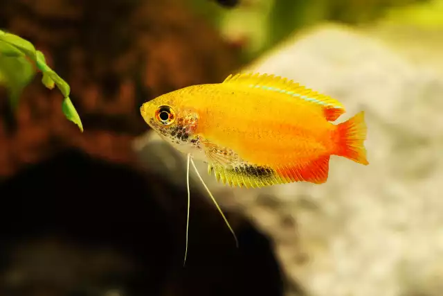 Photo Gourami miel (Trichogaster chuna) #1