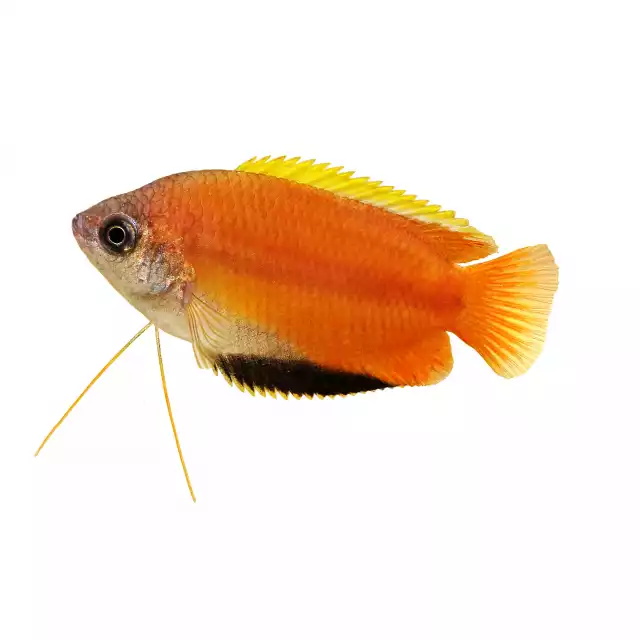 Gourami miel (Trichogaster chuna)