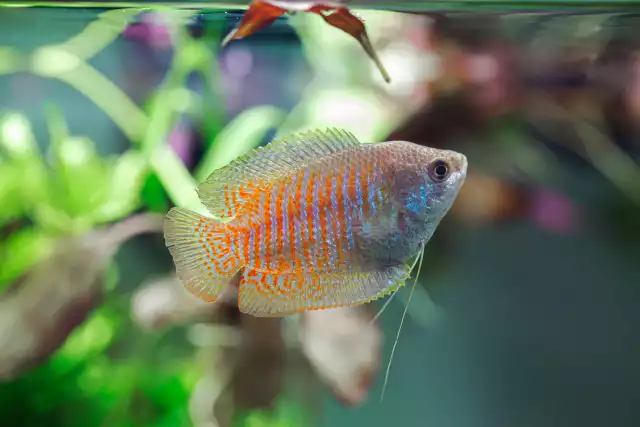 Photo Gourami nain (Trichogaster lalius) #3