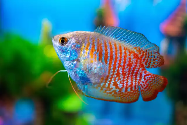 Photo Gourami nain (Trichogaster lalius) #2