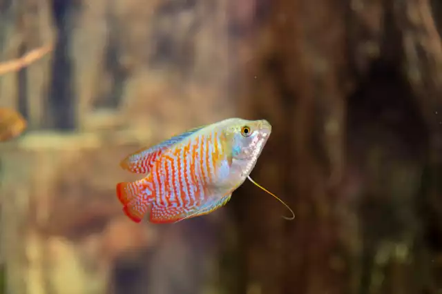 Photo Gourami nain (Trichogaster lalius) #1