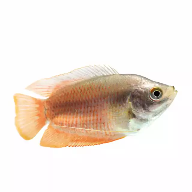 Photo Gourami nain