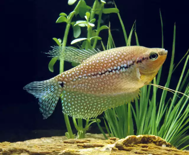 Photo Gourami perlé (Trichopodus leerii) #2