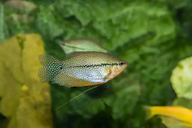 Photo Gourami perlé (Trichopodus leerii) #1