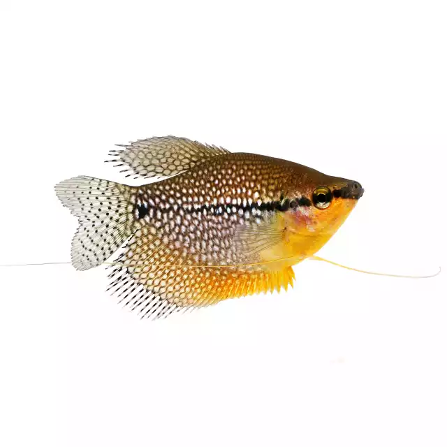 Gourami perlé (Trichopodus leerii)