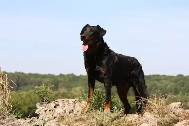 Photo Beauceron #3