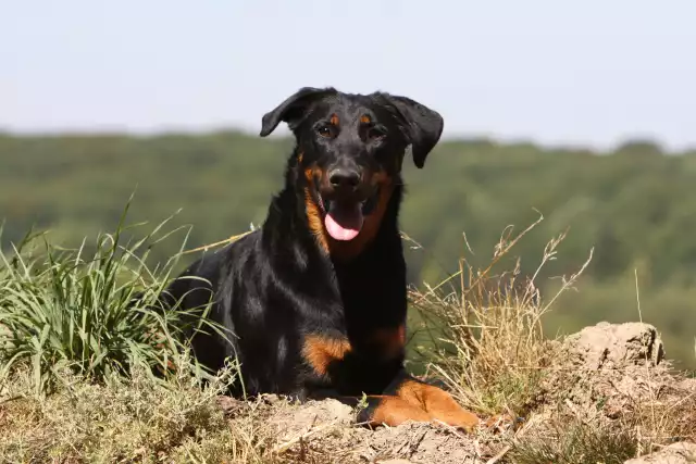 Photo Beauceron #2