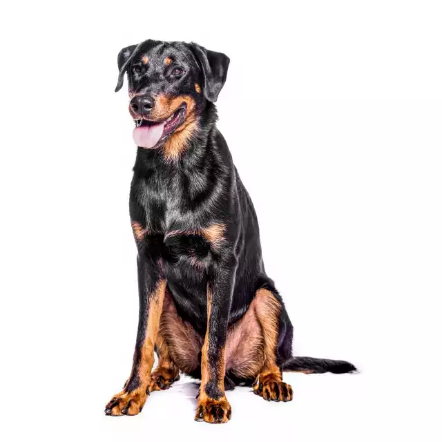 Beauceron