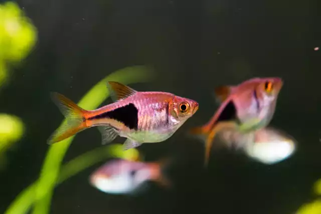 Photo Rasbora arlequin (Trigonostigma heteromorpha) #3