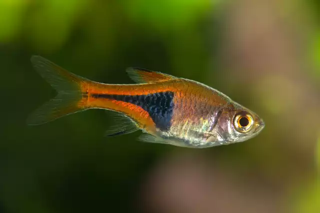 Photo Rasbora arlequin (Trigonostigma heteromorpha) #2