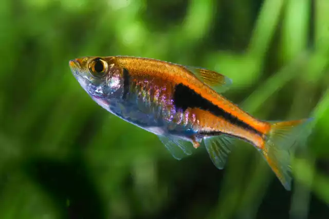 Photo Rasbora arlequin (Trigonostigma heteromorpha) #1