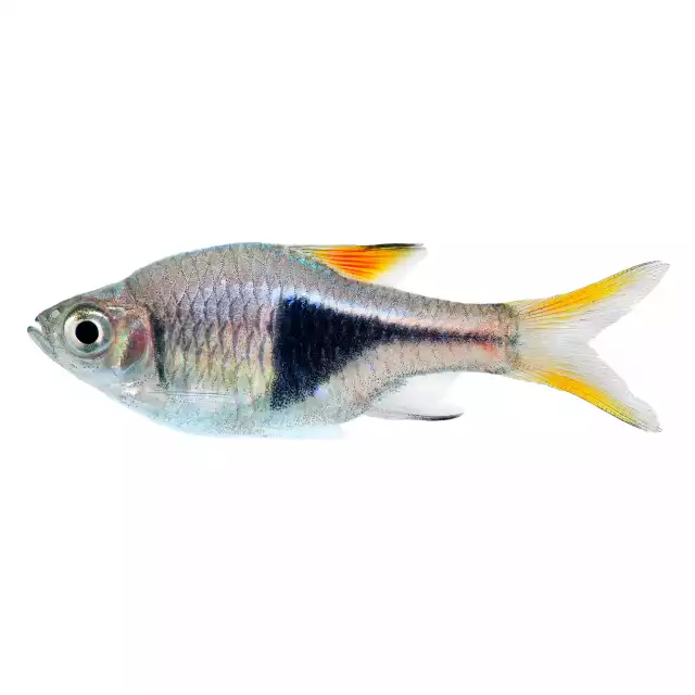 Rasbora arlequin (Trigonostigma heteromorpha)