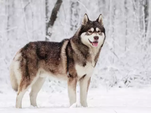 Photo Husky de Sibérie #3