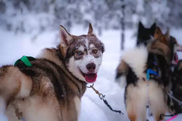 Photo Husky de Sibérie #2