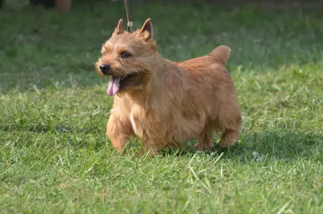 Photo Irish Glen of Imaal Terrier #3