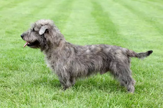 Photo Irish Glen of Imaal Terrier #2