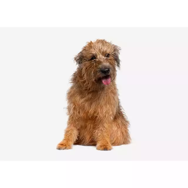 Irish Glen of Imaal Terrier