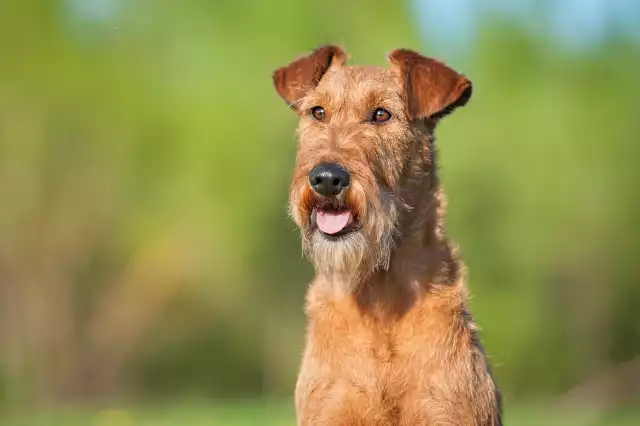 Photo Irish Terrier #4