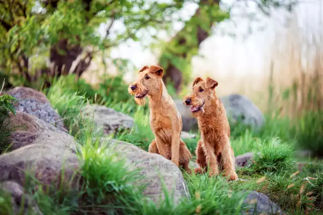 Photo Irish Terrier #3