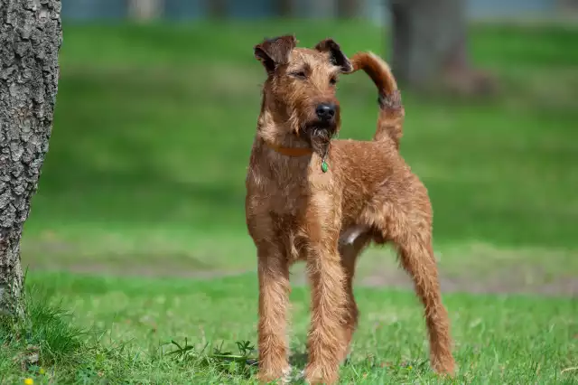 Photo Irish Terrier #2