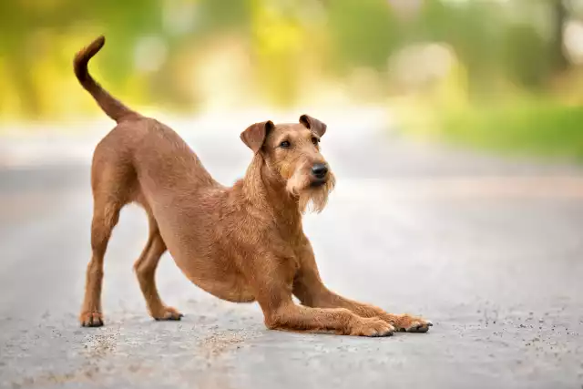 Photo Irish Terrier #1