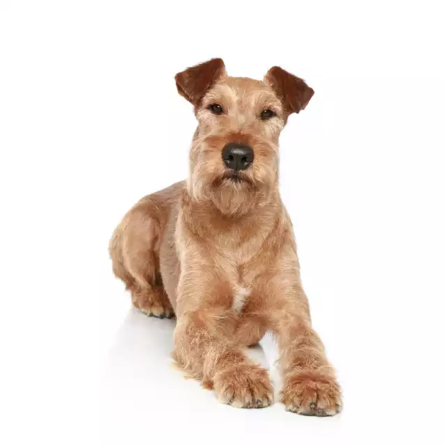 Irish Terrier