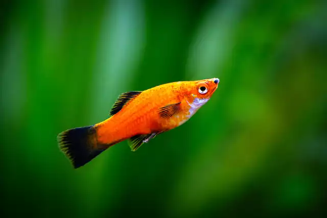 Photo Platy maculatus (Xiphophorus maculatus) #4