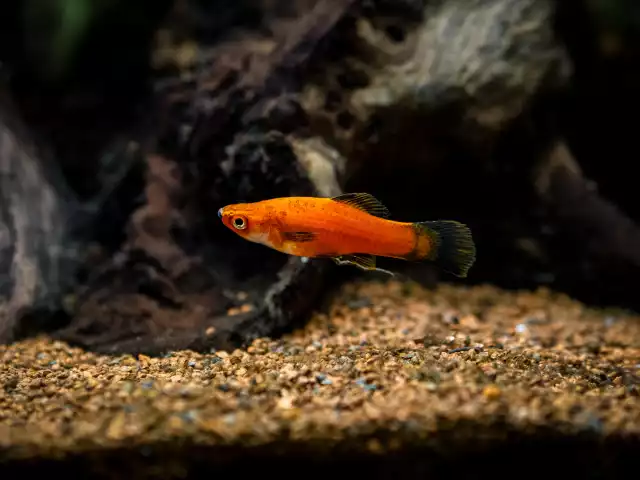 Photo Platy maculatus (Xiphophorus maculatus) #3