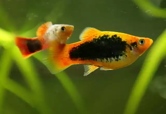 Photo Platy maculatus (Xiphophorus maculatus) #2